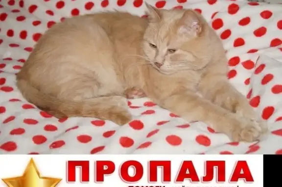 Кошки потеряшки, Можайск (Москва и Московская обл.), фото: Потеряшка кошка в Можайском районе, деревня Гальчино