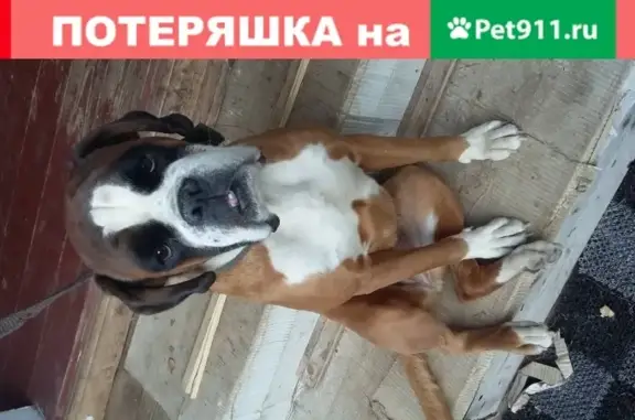 Пропала собака с проплешиными на хвосте в Ликино-Дулёво, МО