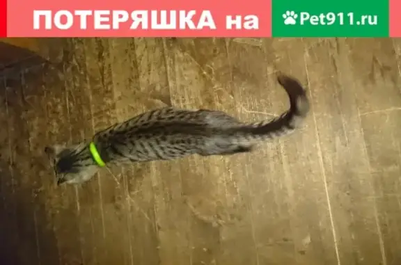 Найдена кошка в Обнинске на пр. Ленина 154