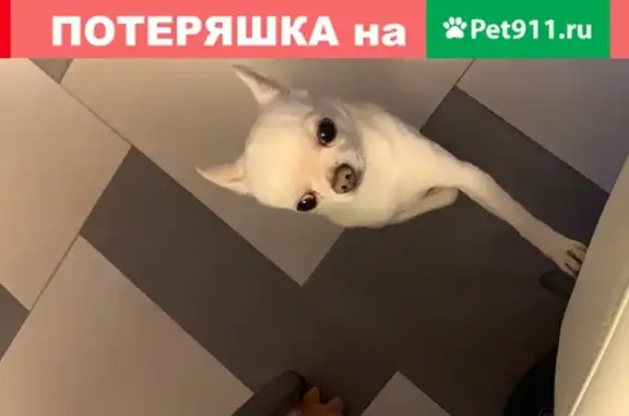 Собаки потеряшки, Москва, фото: Потеряшка собака Шанти на набережной Академика Туполева, 15