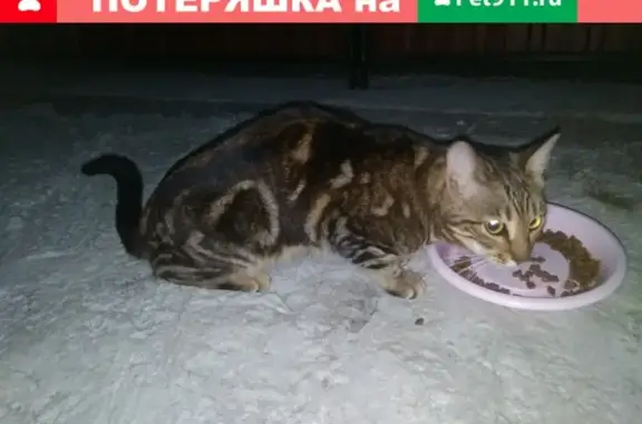 Найдена кошка в Муроме на Радужной улице
