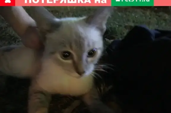 Найдена ласковая кошка в Бирюлёво Восточное, Москва