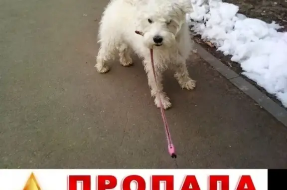 Потерянные животные Балаково, фото: Пропала собака на улице Гагарина, Балаково