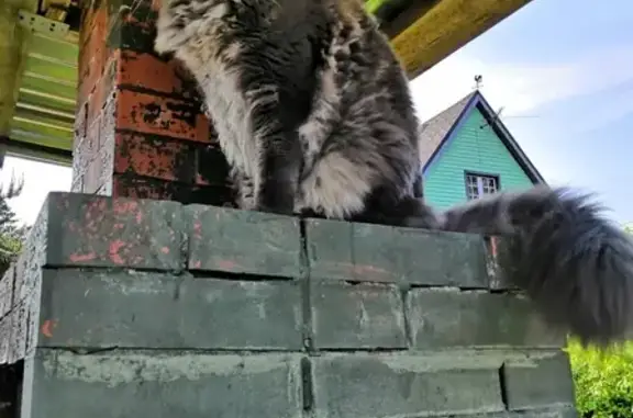 Кошки потеряшки, Санкт-Петербург, фото: Потеряшка кот породы мэйн кун в Красносельском районе