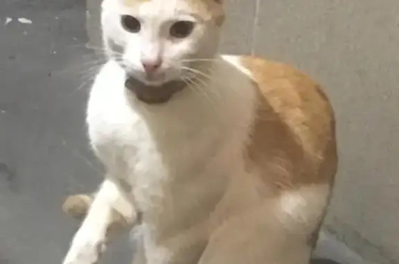 Найден бело-рыжий кот с ошейником на Калужской пл.