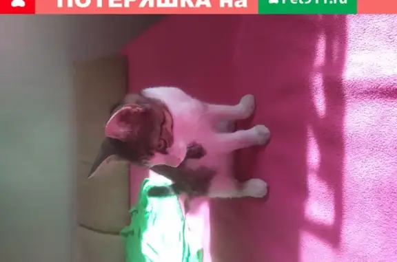 Найден котенок в Томске, Октябрьский район