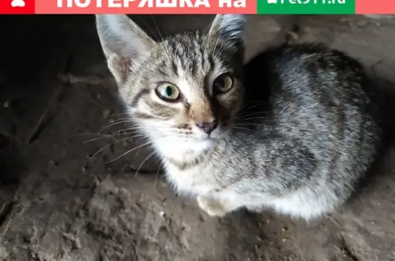 Найден котенок на улице Аделя Кутуя 68 в Казани