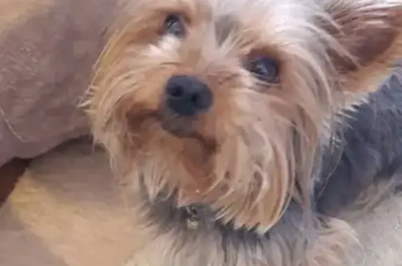 Собаки потеряшки, Ульяновск, фото: Потеряшка собака Рокки на улице Якурнова в Ульяновске