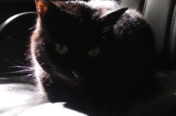 Кошки потеряшки, Москва, фото: Потеряшка кошка Дара на ул. Короленко, Москва