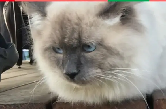 Кошки потеряшки, Москва, фото: Потеряшка кот в деревне Красотино, Московская область