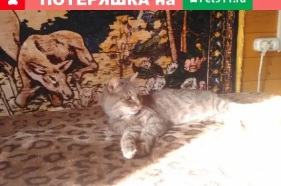 Потерялась полосатая кошка в Коломенском округе