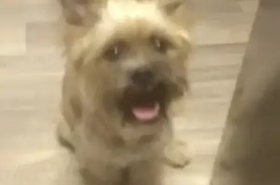 Найдена собака в районе Военвед, Ростов-на-Дону