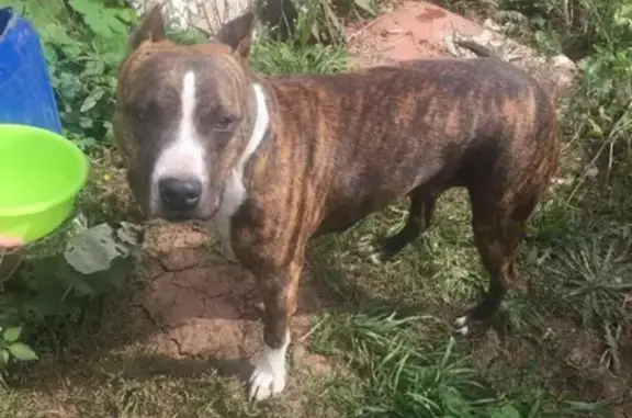 Собака найдена в СНТ Лазурная, возраст 2.5-3года, стаффорд тигрового окраса
