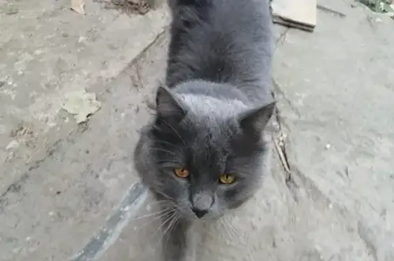 Найден домашний кот в Видном, Расторгуево