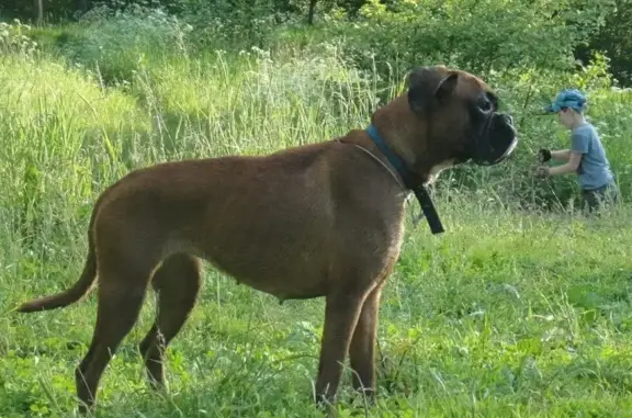 Собаки потеряшки, Москва, фото: Потеряшка собака Немецкий боксёр в Москве