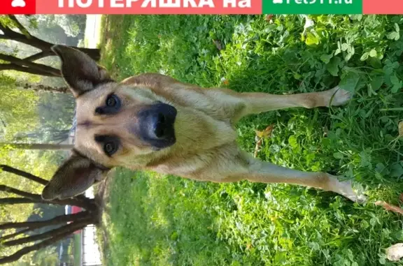 Найдены 3 девочки-собаки в Москве