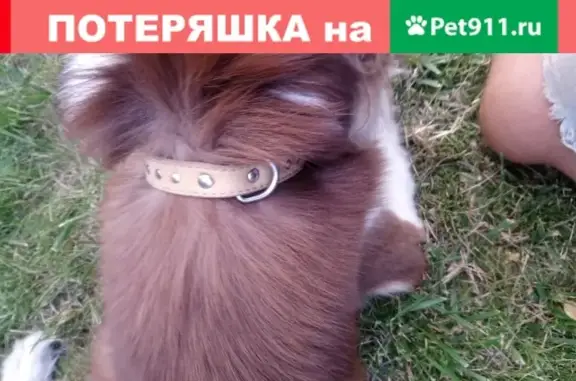 Собака Девочка на ул. Станиславского, Новосибирск