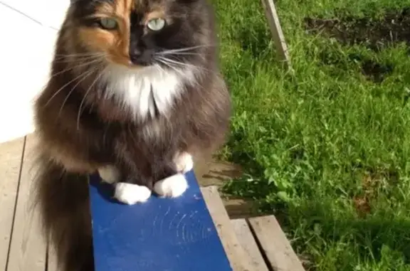 Кошки потеряшки, Москва, фото: Потеряшка кошка Кошечка Нора в районе Хитровской площади, Москва