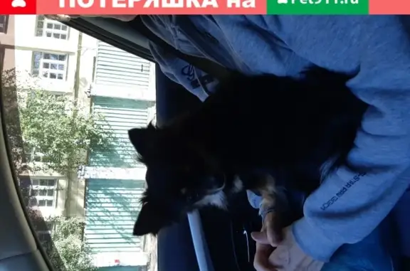 Потерянная собака на Советской площади в Нижнем Новгороде