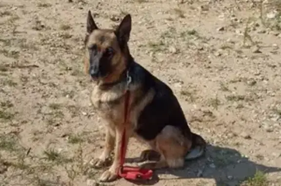 Собаки потеряшки, Москва, фото: Потеряшка собака Джесика на Нижней Красносельской, Москва