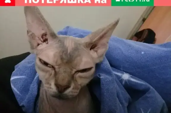 Найдена домашняя кошка Сфинкс в Серпухове.