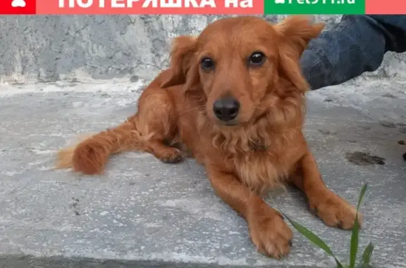 Собака найдена в Токсово, Санкт-Петербург