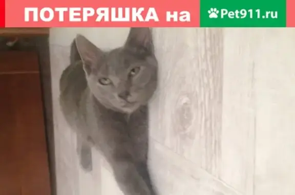 Найдена кошка на углу Ангарская/Московская, Краснодар