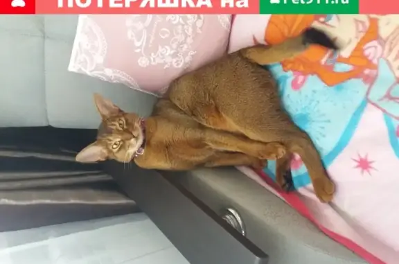 Пропала кошка в Собинке, Владимирская область