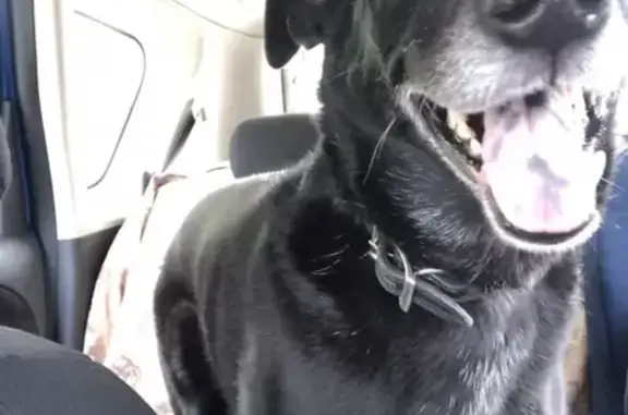 Собаки потеряшки, Москва, фото: Потеряшка собака в СНТ Горизонт, Московская область