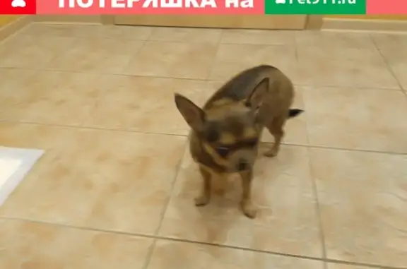 Найдена собака в Санкт-Петербурге, ищем владельца