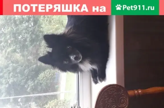 Собаки потеряшки, Москва, фото: Потеряшка собака в парке Святослава Фёдорова