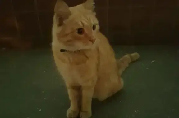 Найдена рыжая кошка на Онежской, Москва
