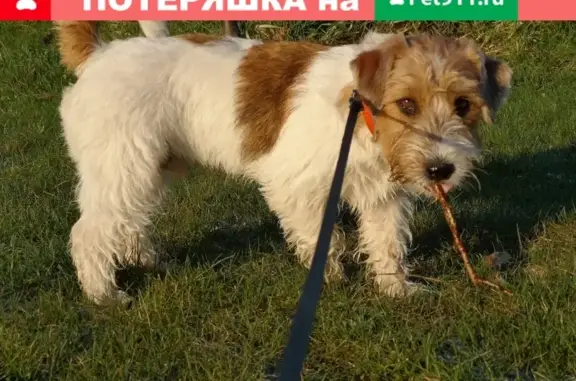 Пропала собака Джек Рассел Терьер в парке Оккервиль, Кудрово.