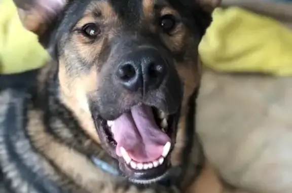 Собаки потеряшки, Москва, фото: Потеряшка собака Малыш в Очаково-Матвеевском!