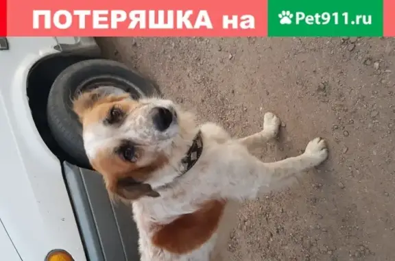 Собака Милый и добрый на улице Матросова, Ейск