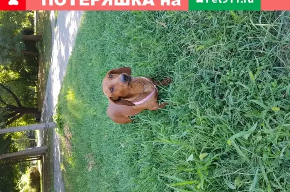 Собака на Чистяковской роще (Краснодар)
