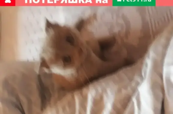 Пропала кошка на ул. Привольная, 18 в Белгороде