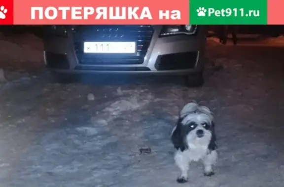 Пропала собака Миша в Новодвинске