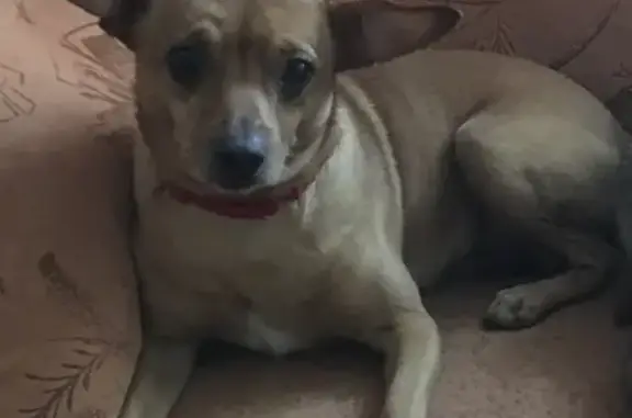 Собаки потеряшки, Москва, фото: Потеряшка собака Той терьер, адрес: Каширский проезд, 11.