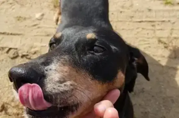 Найдена собака в деревне Пешково, Ногинский район