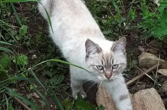 Найден контактный кот в Менделеевске