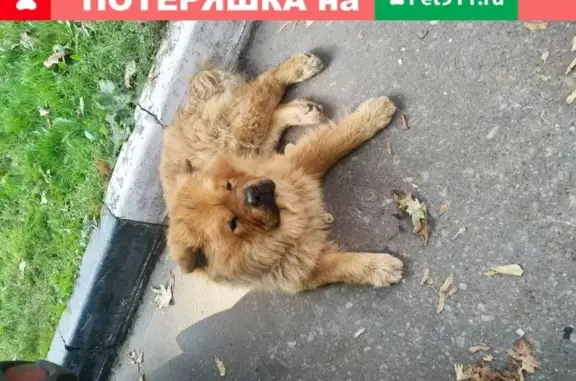 Найдена собака на улице Правды в Подольске (14/4)
