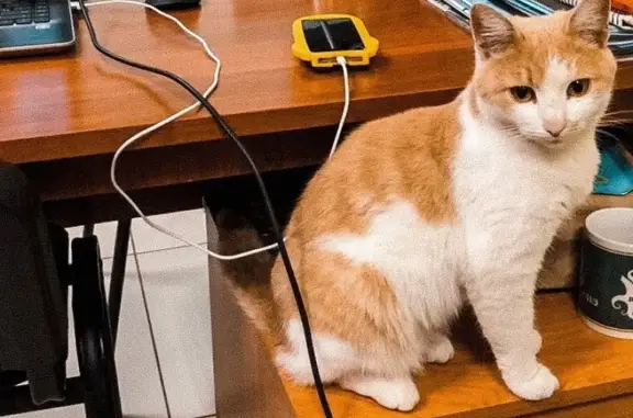 Найдена ласковая кошка на улице Габишева, Казань