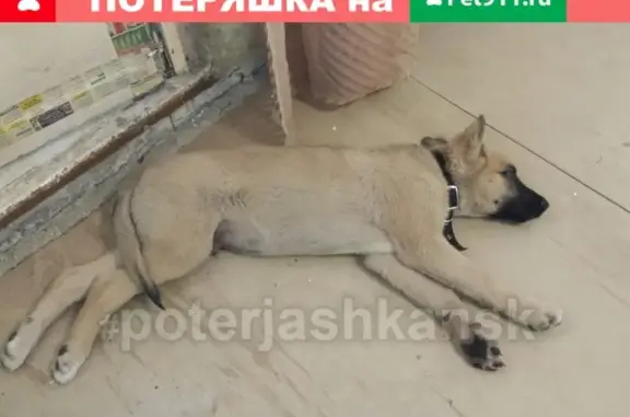 Найден щенок возле Кропоткина 127 в Новосибирске
