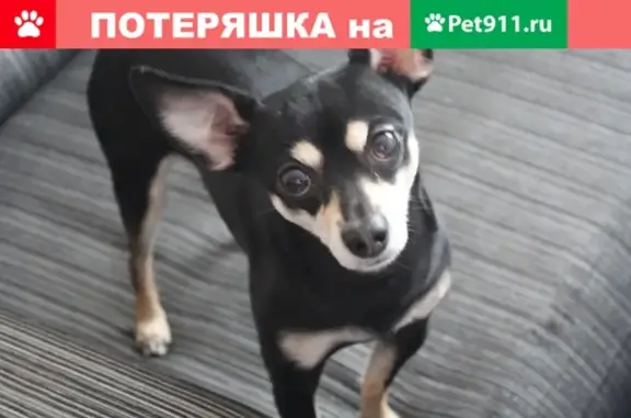 Пропала собака Татоша в Туркменево, Башкортостан