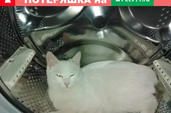 Пропала кошка в Кемерово, с/о Южный