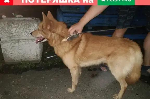 Найдена собака в Невском районе СПб