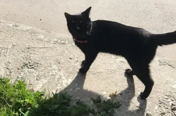 Найден кот у ул. Серебряные Ключи (гор.больница)