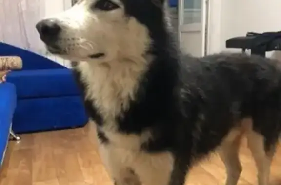 Найдена собака в Набережных Челнах, ищем хозяина
