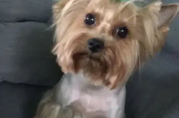 Потерянные животные Москва, фото: Пропала собака на 5-й Северной линии